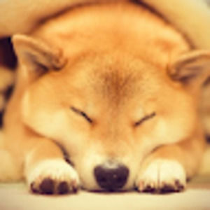 Meet your Posher, El